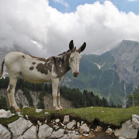 Durmi E Insumiasci Bed & Breakfast Forni Avoltri Bagian luar foto