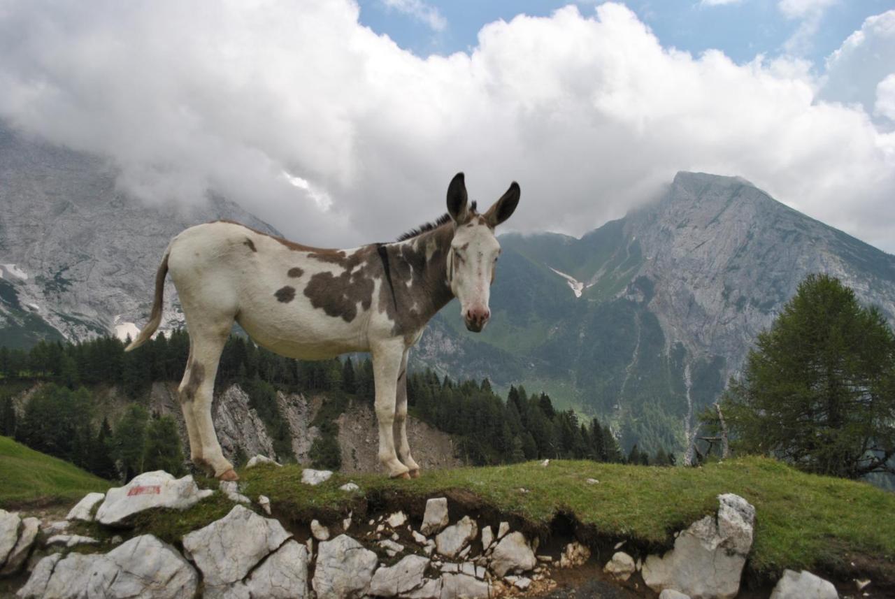 Durmi E Insumiasci Bed & Breakfast Forni Avoltri Bagian luar foto